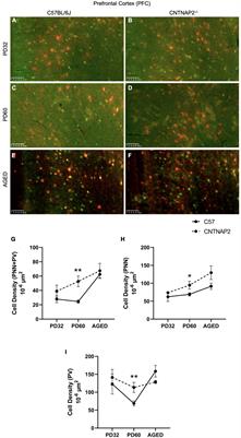 Behavioral regulation by perineuronal nets in the prefrontal cortex of the CNTNAP2 mouse model of autism spectrum disorder